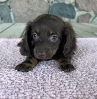 Hazel (AKC), a female Miniature Dachshund for sale in Camden, MI – 5 of 5