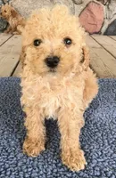 Collis, a male Poodle - Miniature  for sale in Camden, MI – 3 of 7