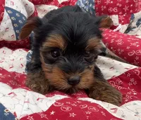 Tina, a female Yorkshire Terrier for sale in Camden, MI – 3 of 5