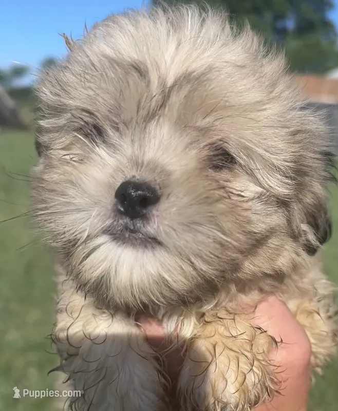 Prince – Shih Tzu puppy for sale in Camden, MI