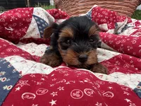 Tina, a female Yorkshire Terrier for sale in Camden, MI – 5 of 5