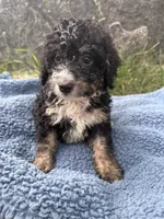 Winston , a male Miniature Bernedoodle for sale in Camden, MI – 6 of 8