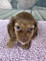 Clover (AKC) , a female Miniature Dachshund for sale in Camden, MI – 5 of 6