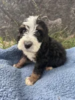Archie, a male Miniature Bernedoodle for sale in Camden, MI – 8 of 8