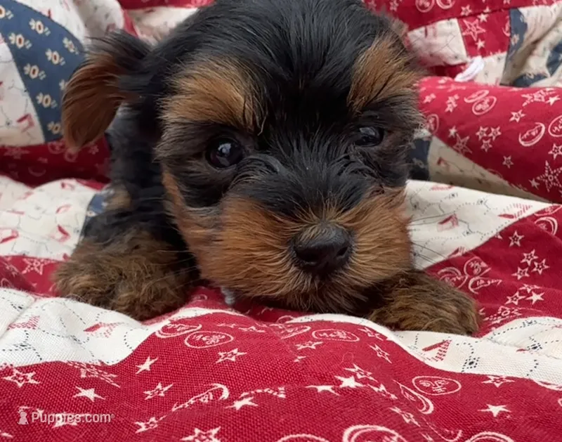 Tina – Yorkshire Terrier puppy for sale in Camden, MI