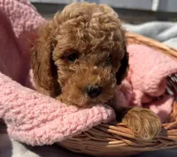 Brandy , a female Miniature Goldendoodle for sale in Camden, MI – 2 of 5