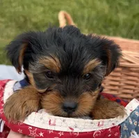 Wilma, a female Yorkshire Terrier for sale in Camden, MI – 2 of 6