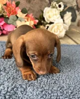Joey, a male Miniature Dachshund for sale in Camden, MI – Photo 4 of 5