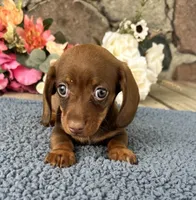 Joey, a male Miniature Dachshund for sale in Camden, MI – Photo 2 of 5