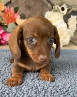 Joey, a male Miniature Dachshund for sale in Camden, MI – Photo 1 of 5