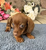 Joey, a male Miniature Dachshund for sale in Camden, MI – Photo 3 of 5