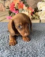 Joey, a male Miniature Dachshund for sale in Camden, MI – Photo 5 of 5