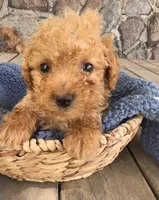 Mo  (Mojito), a male Poodle - Miniature  for sale in Camden, MI – 1 of 5