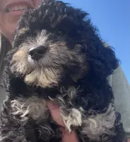 Trixie, a female Miniature Bernedoodle for sale in Camden, MI – 6 of 8