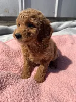 Bailey, a female Miniature Goldendoodle for sale in Camden, MI – 2 of 5