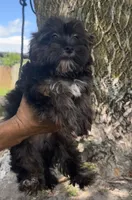 Bear, a male Yorkipoo for sale in Camden, MI – 3 of 3