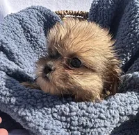Prince, a male Shih Tzu for sale in Camden, MI – 6 of 7