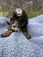 Otis, a male Miniature Bernedoodle for sale in Camden, MI – 5 of 5