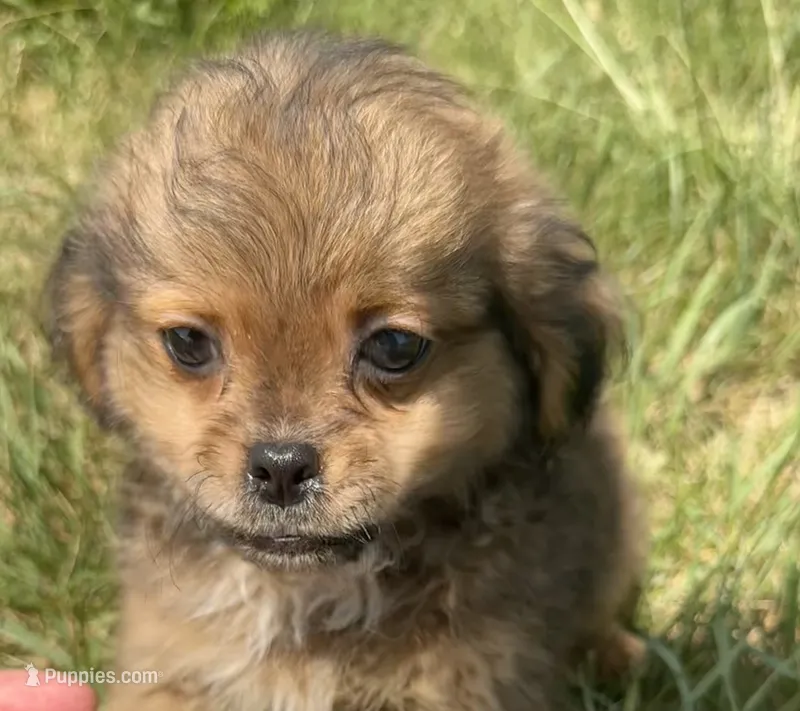 Princess  – Shih Tzu puppy for sale in Camden, MI