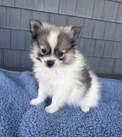 Biscuit , a male Pomeranian for sale in Camden, MI – 5 of 6