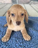 Becket (AKC), a male Miniature Dachshund for sale in Camden, MI – 3 of 4