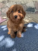 Gus, a male Miniature Goldendoodle for sale in Camden, MI – 4 of 7