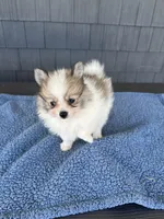 Peanut , a male Pomeranian for sale in Camden, MI – 5 of 5
