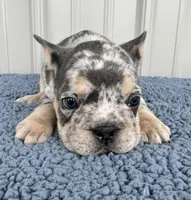 Biggie - AKC, a male French Bulldog for sale in Camden, MI – 3 of 5