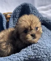 Prince, a male Shih Tzu for sale in Camden, MI – 3 of 7