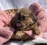 Lady, a female Shih Tzu for sale in Camden, MI – 4 of 5