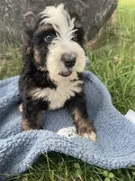 Archie, a male Miniature Bernedoodle for sale in Camden, MI – 4 of 8
