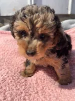 Duchess, a female Yorkipoo for sale in Camden, MI – 5 of 5