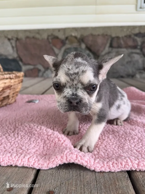 Lilly - AKC – French Bulldog puppy for sale in Camden, MI