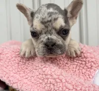 Lilly - AKC, a female French Bulldog for sale in Camden, MI – 2 of 7