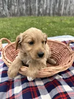 Winston, a male Miniature Goldendoodle for sale in Camden, MI – 4 of 4