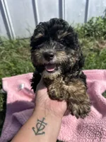 Trixie, a female Miniature Bernedoodle for sale in Camden, MI – 5 of 8