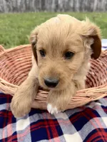 Winston, a male Miniature Goldendoodle for sale in Camden, MI – 2 of 4