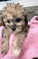 Val, a female Shihpoo for sale in Camden, MI – Photo 1 of 3