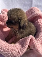 Princess , a female Shih Tzu for sale in Camden, MI – 5 of 6