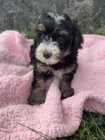 Winnie, a female Miniature Bernedoodle for sale in Camden, MI – 3 of 6
