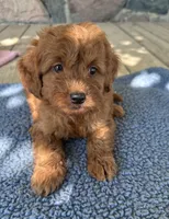 Gus, a male Miniature Goldendoodle for sale in Camden, MI – 2 of 7