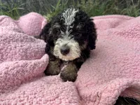 Mabel, a female Miniature Bernedoodle for sale in Camden, MI – 6 of 6