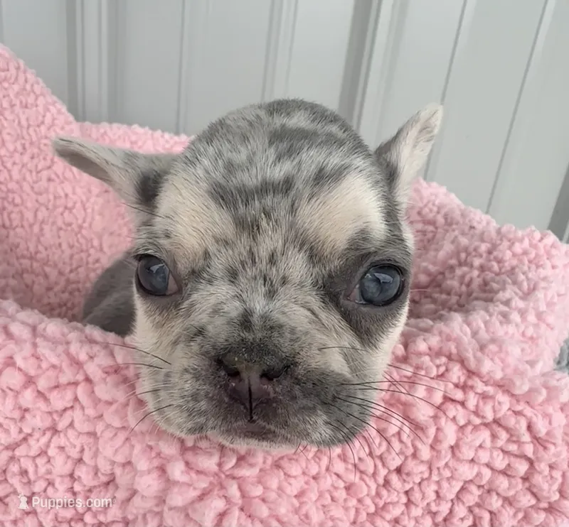 Lilly - AKC – French Bulldog puppy for sale in Camden, MI
