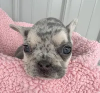 Lilly - AKC, a female French Bulldog for sale in Camden, MI – 1 of 7