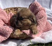 Lady, a female Shih Tzu for sale in Camden, MI – 5 of 5
