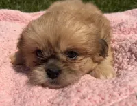 Taffy, a female Shihpoo for sale in Camden, MI – 1 of 5
