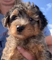 Adam, a male Yorkipoo for sale in Camden, MI – 2 of 4