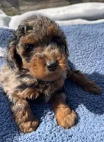Baron , a male Yorkipoo for sale in Camden, MI – 3 of 6
