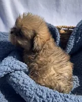 Prince, a male Shih Tzu for sale in Camden, MI – 7 of 7