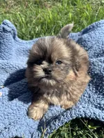 Dusty, a male Shihpoo for sale in Camden, MI – 6 of 6